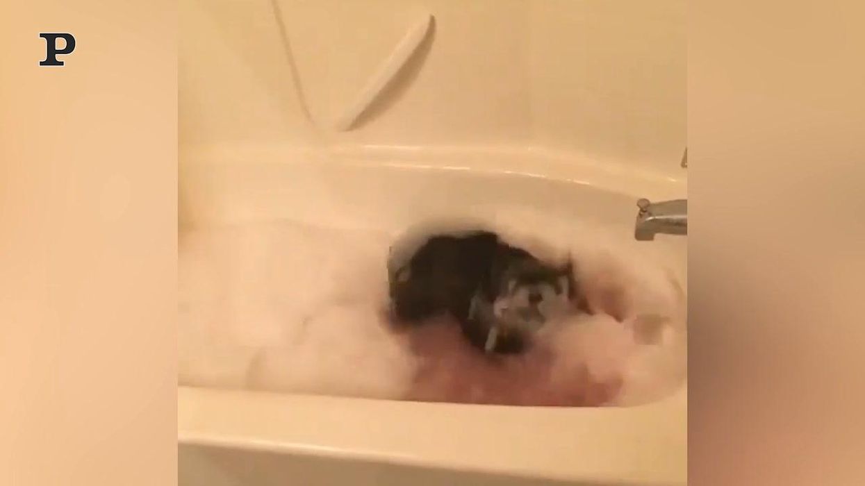 Cane giocherellone si diverte a sguazzare nella vasca da bagno | Video
