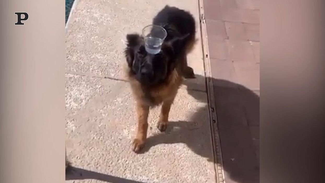 Cane giocoliere tiene in equilibrio un bicchiere d'acqua | Video