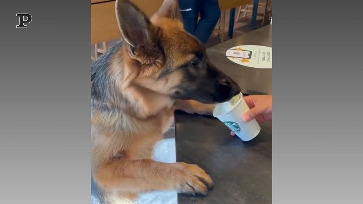 Cane goloso assaggia per la prima volta la panna | Video