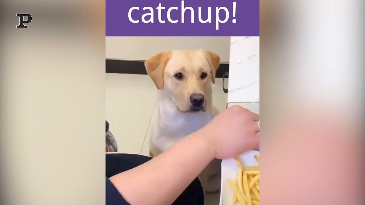 Cane goloso mangia le patatine con il ketchup | Video