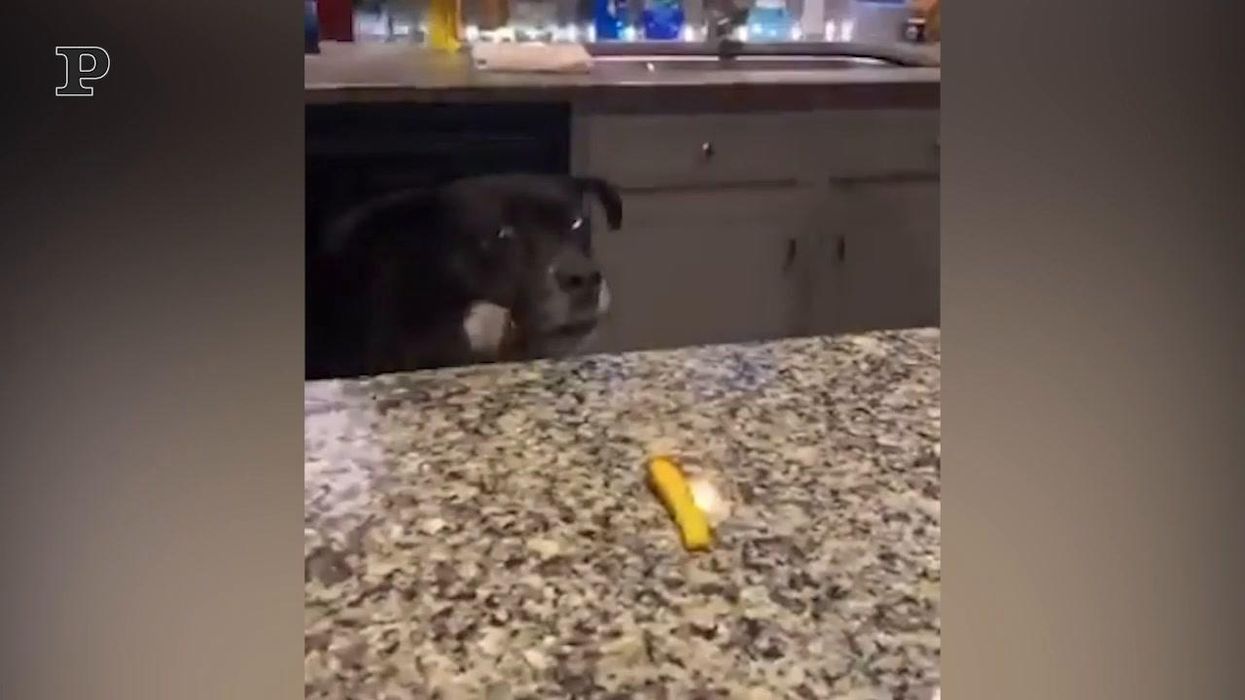 Cane goloso tenta di afferrare una patatina fritta | video