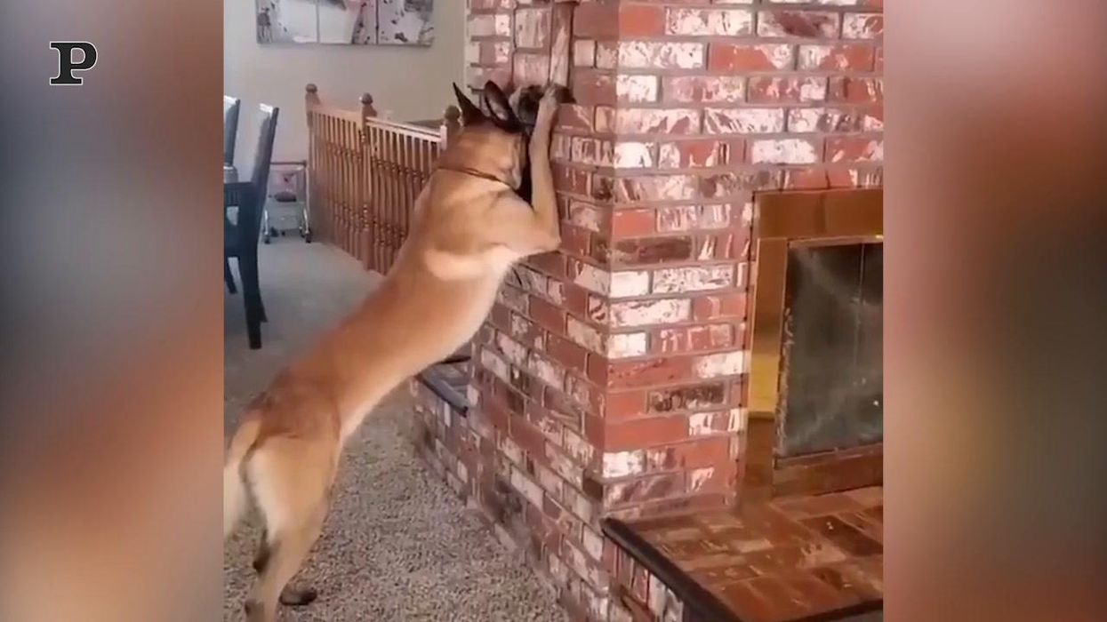 Cane gioca a nascondino con la sua padroncina | video