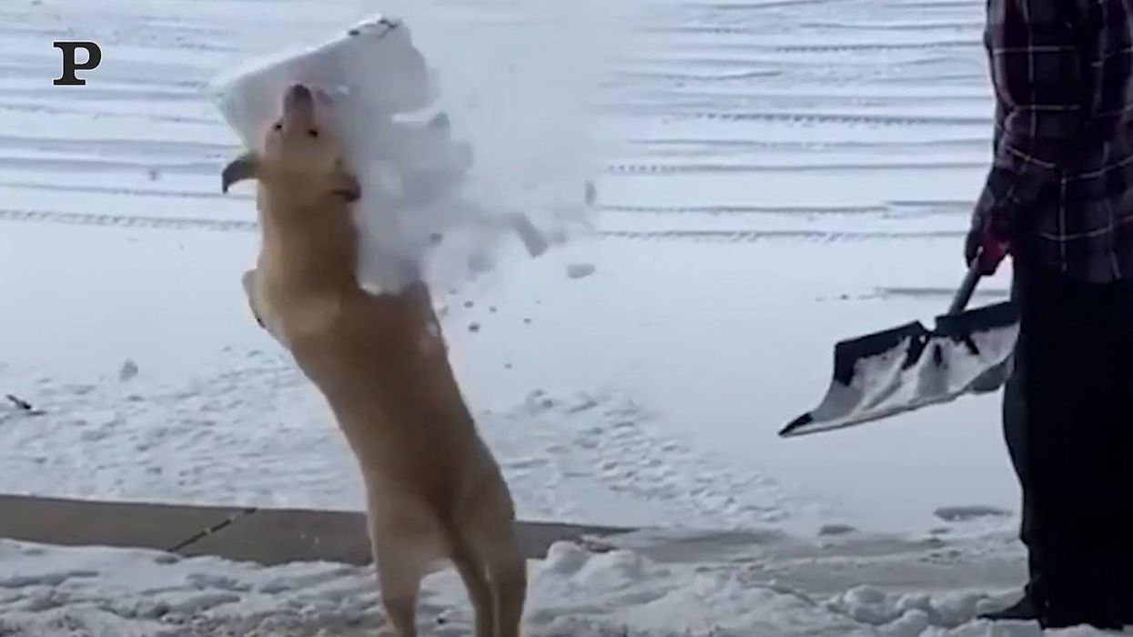 Cane cammina in retromarcia per giocare con la neve | video