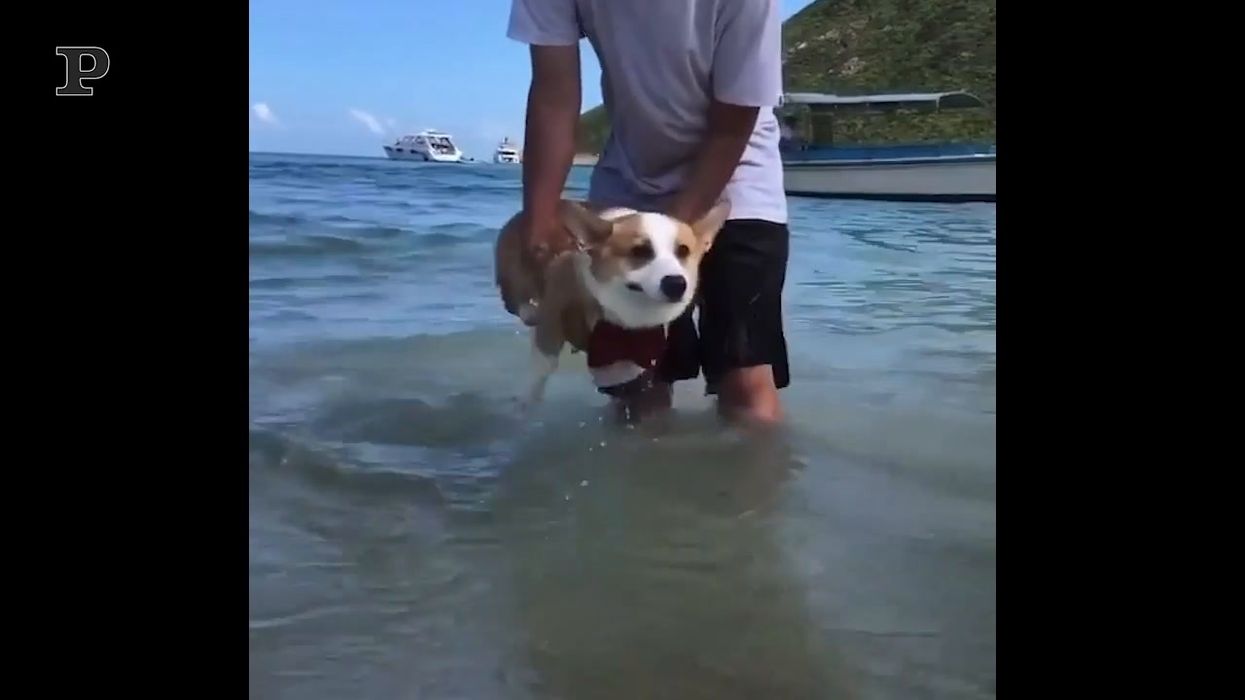 Il cagnolino alla sua prima lezione di nuoto