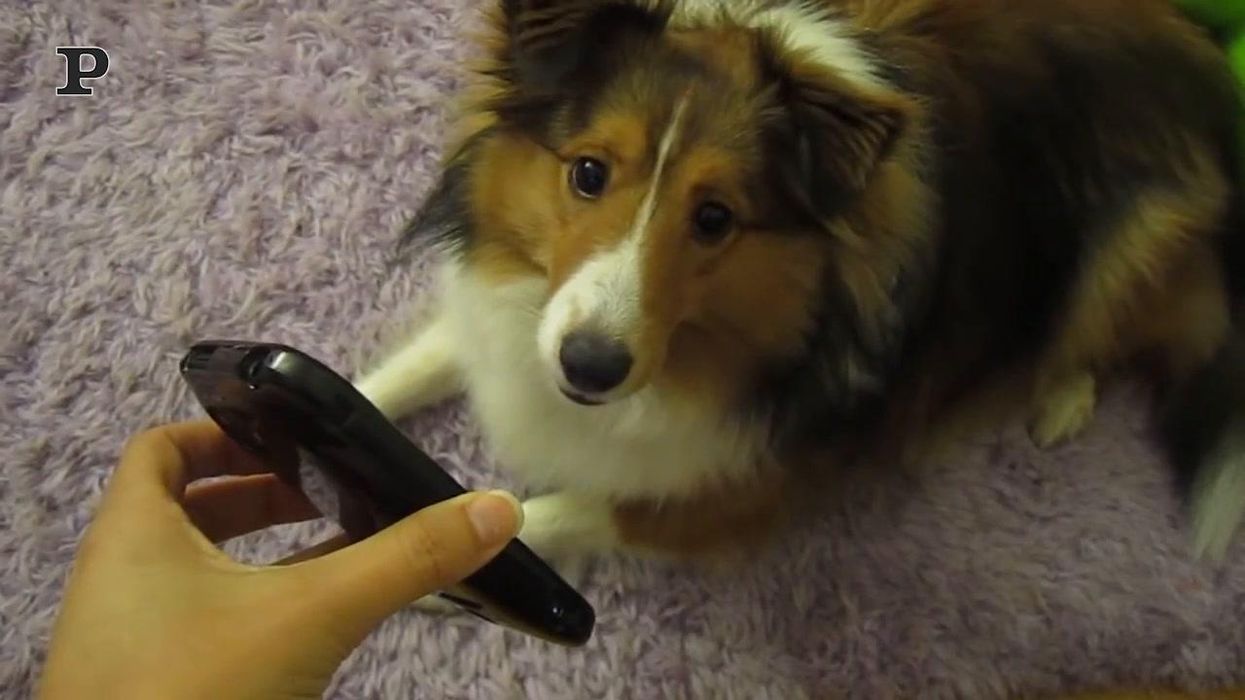 Cane parla al telefono con il suo padrone | Video
