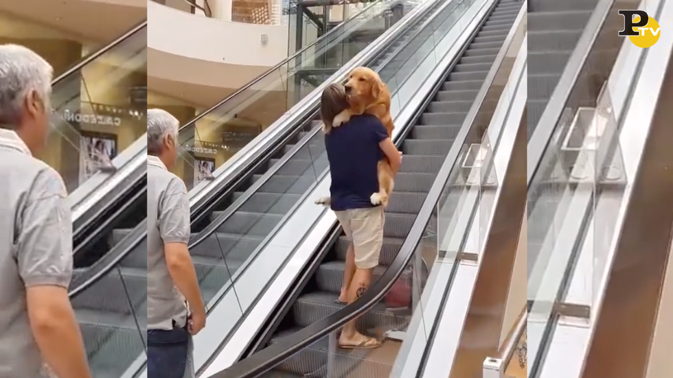 cane paura scale mobili video divertente