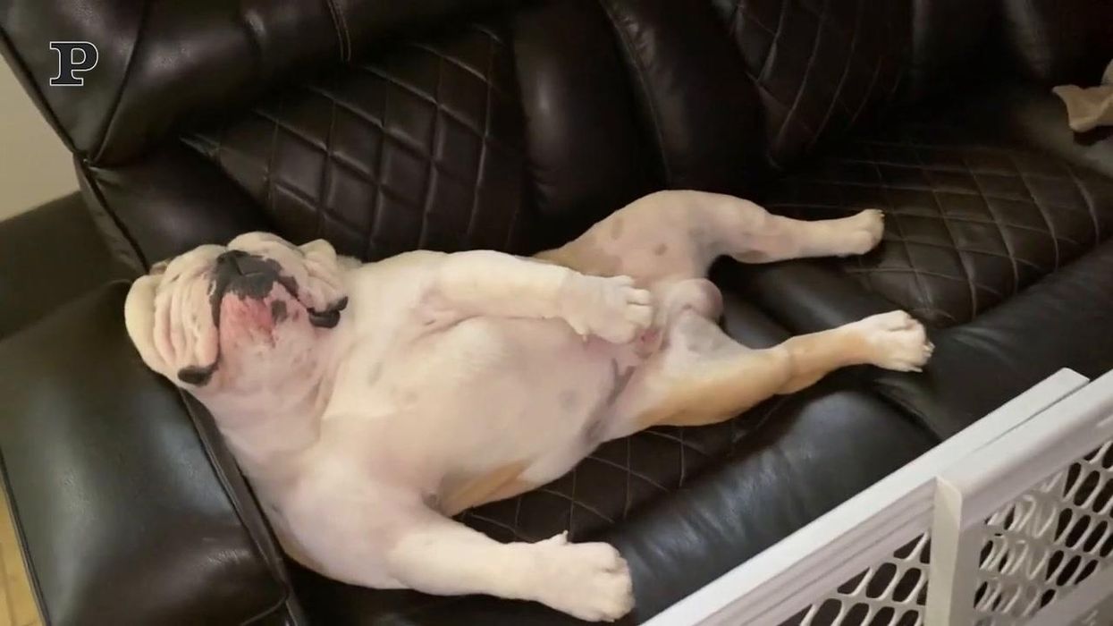 Cane pigrone cade in un sonno profondo | video
