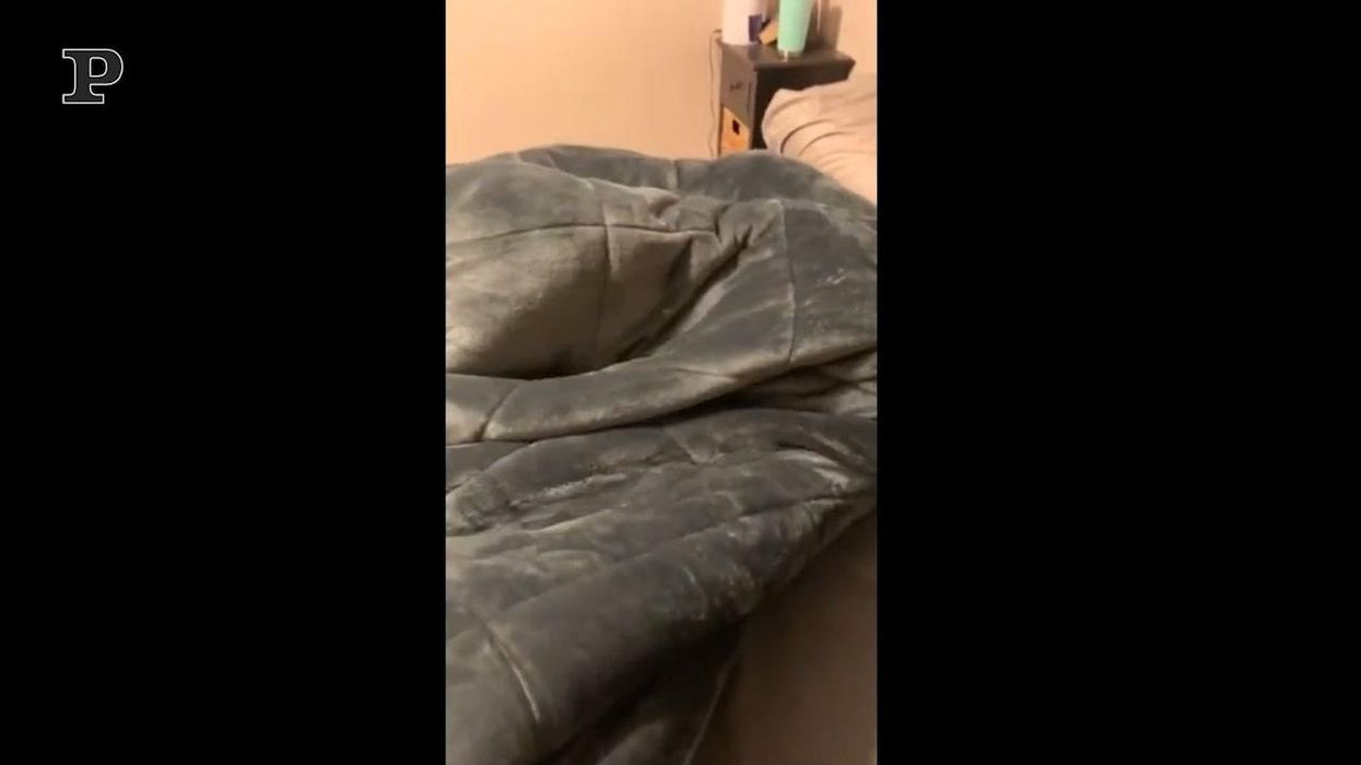 Cane pigrone si nasconde sotto le coperte | video