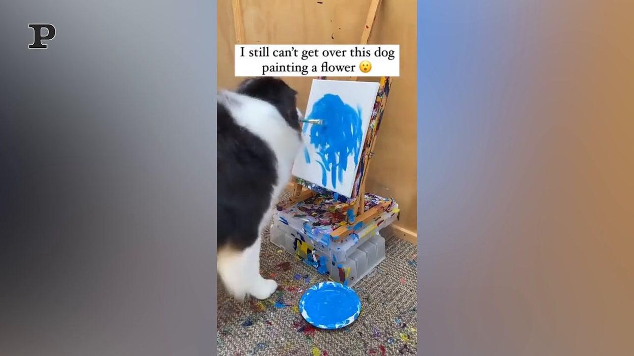 Cane pittore realizza un magnifico quadro | Video