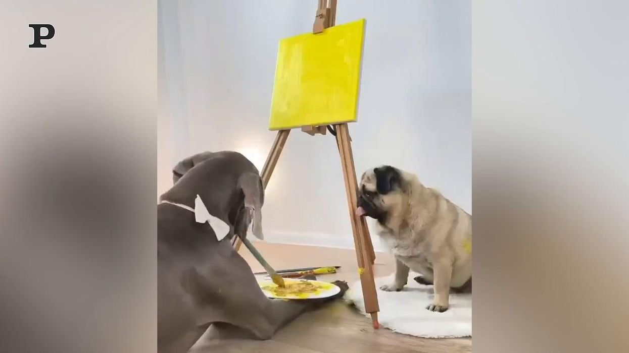 Cane pittore realizza un ritratto del suo amico a quattro zampe | Video