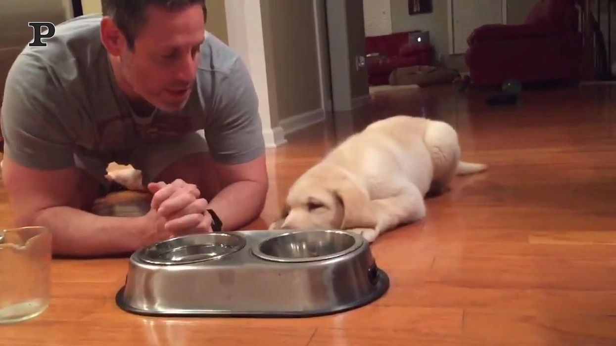 Cane prega insieme al suo padrone prima di mangiare | video