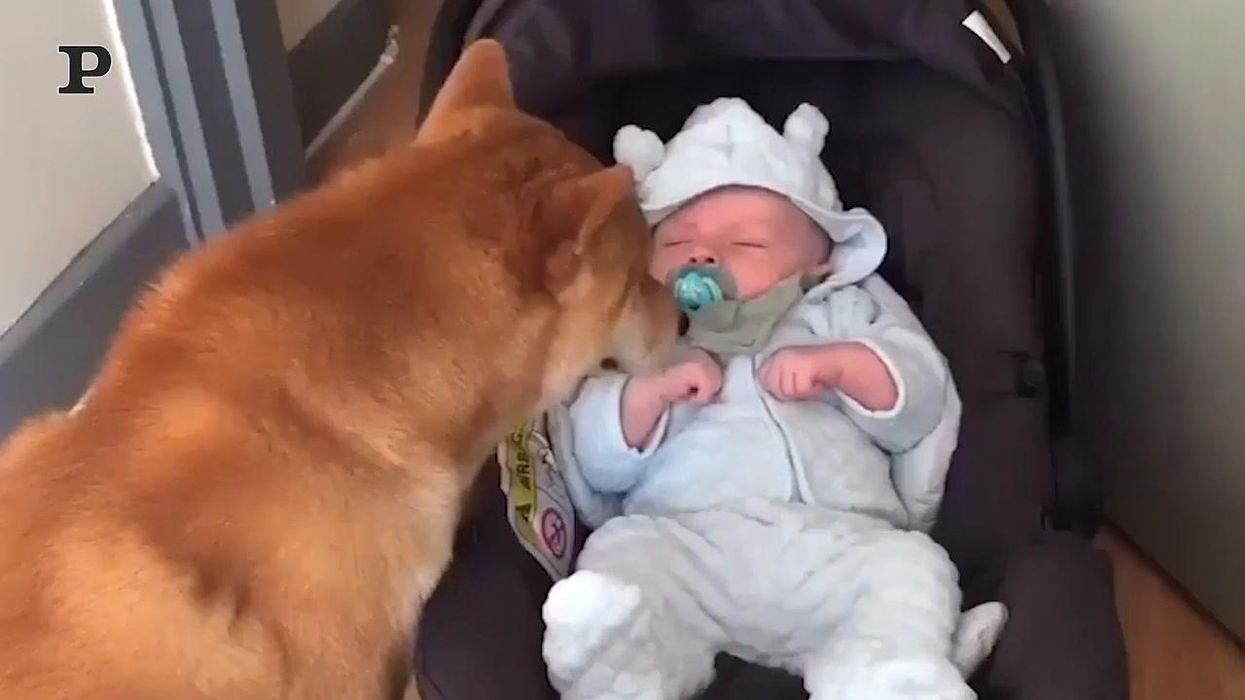 Cane premuroso si prende cura di un neonato | video