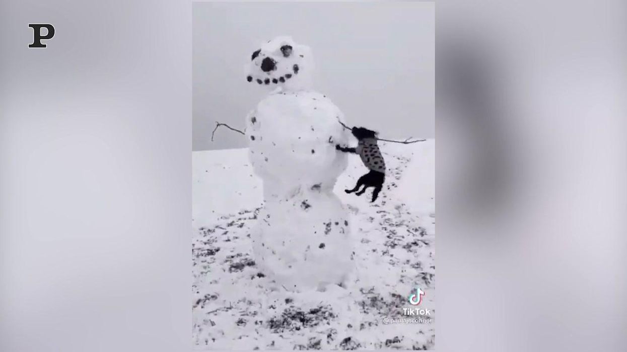 Cane alle prese con un pupazzo di neve | video