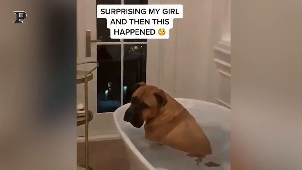 Cane romantico fa il bagno in una vasca piena di petali di rosa | Video