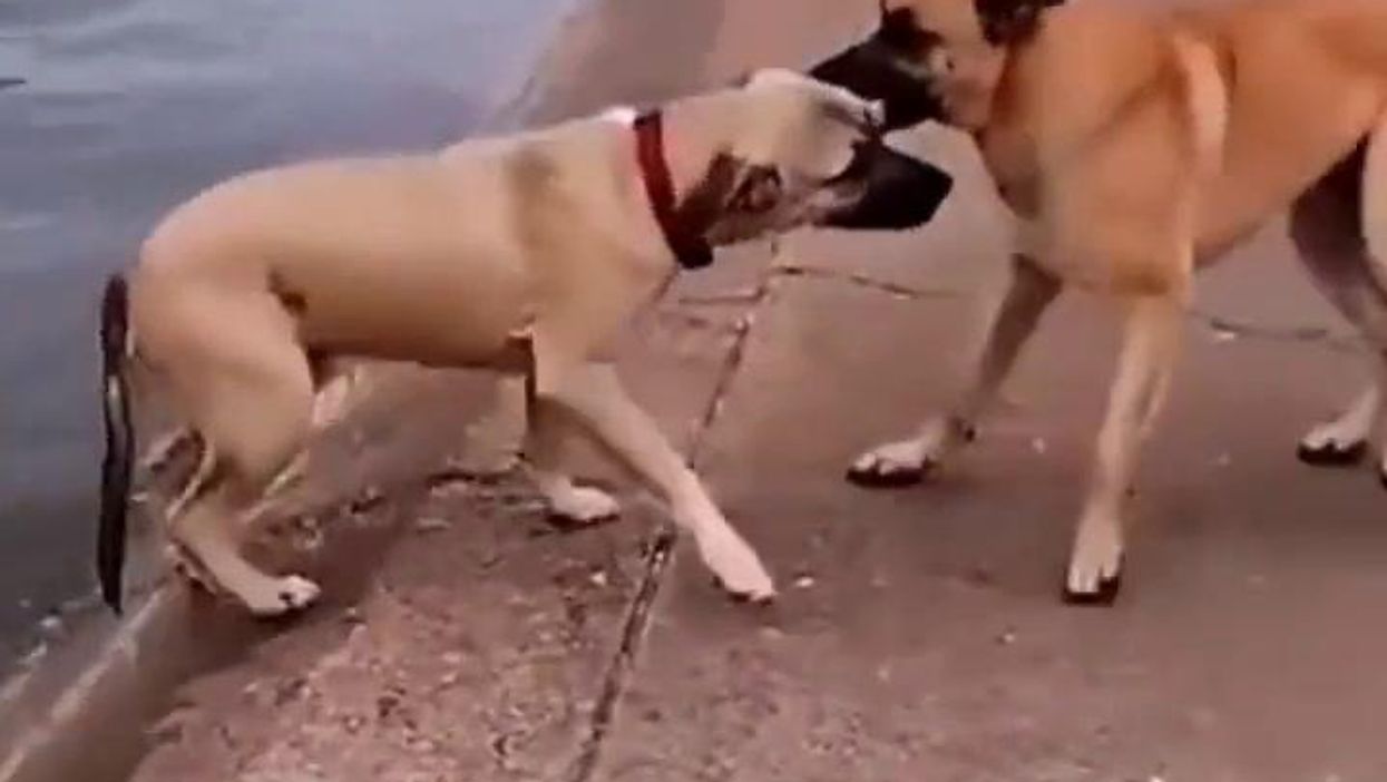 Cane salva un altro cane dalla forza di un torrente | video