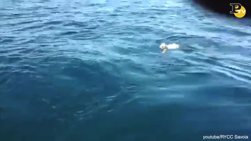 cane salvato in mezzo al mare