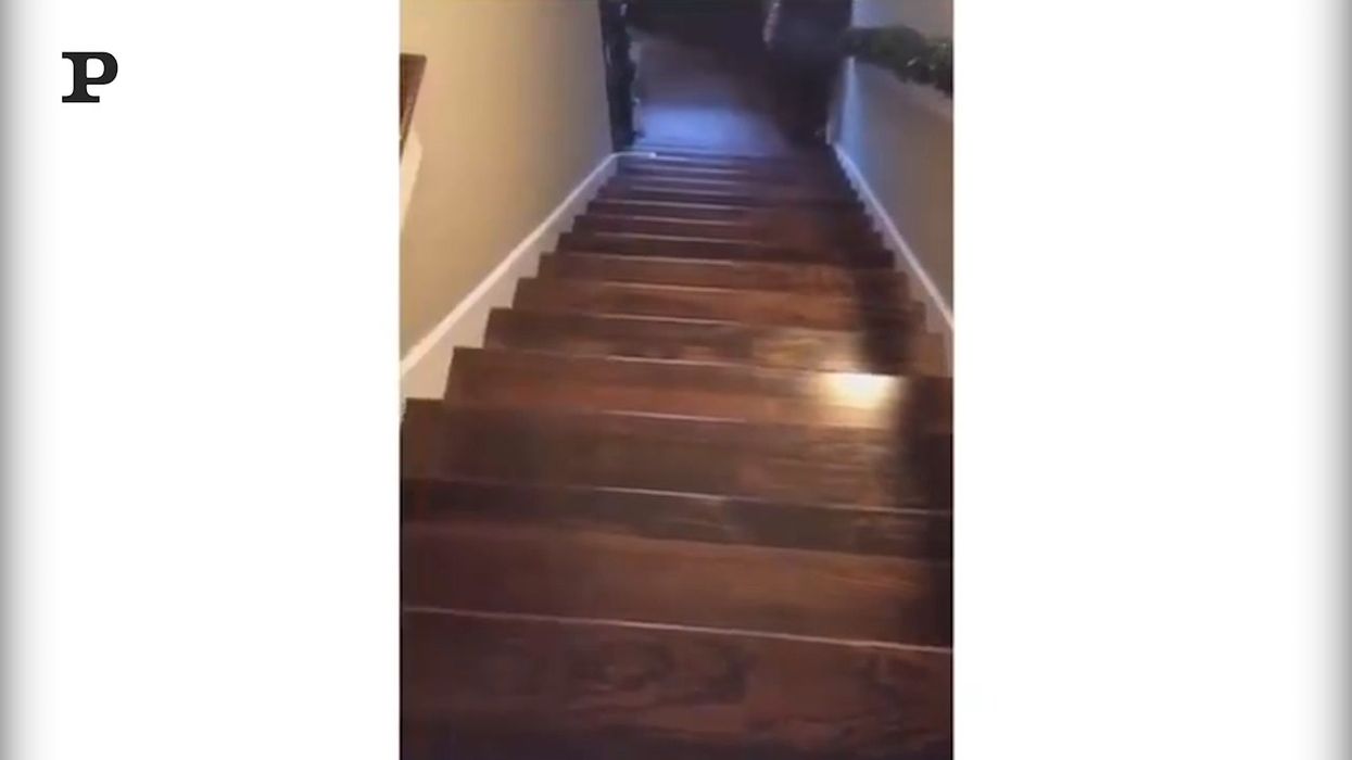 Il cane scende le scale...volando | video