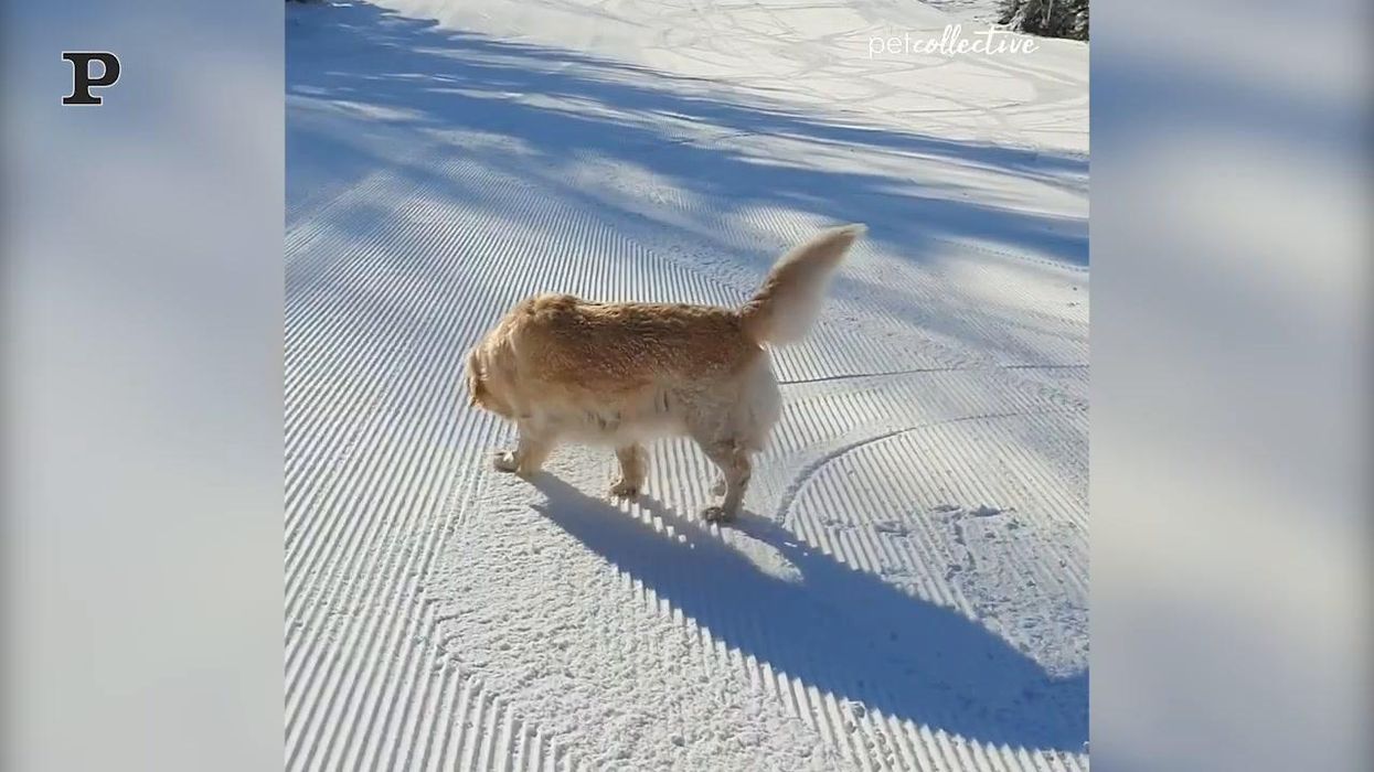 Golden Retriever si diverte scivolando sulla neve | video