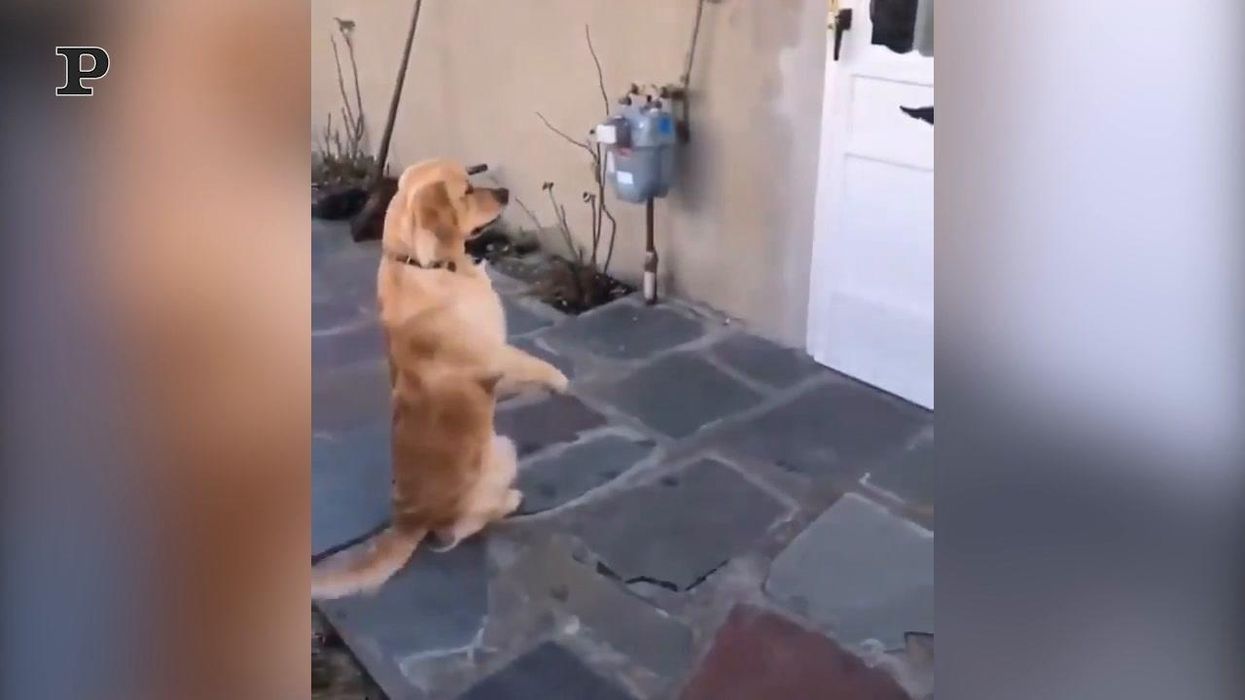 Cane paziente aspetta il suo amico seduto fuori dalla porta | video