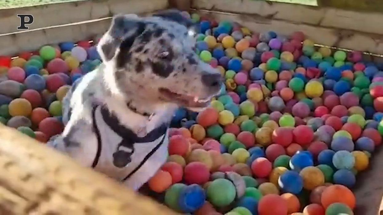 Cane si diverte a nuotare in una vasca di palline colorate | Video