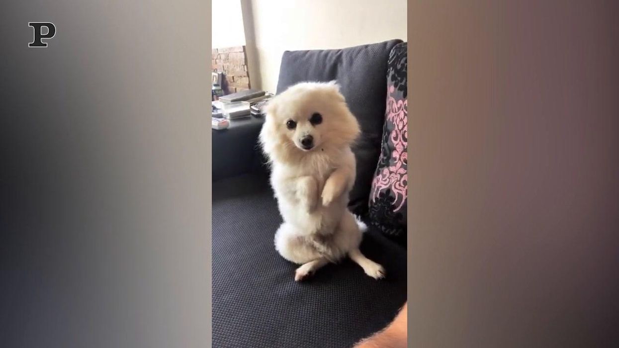Un cane si mette in posa per la foto | video