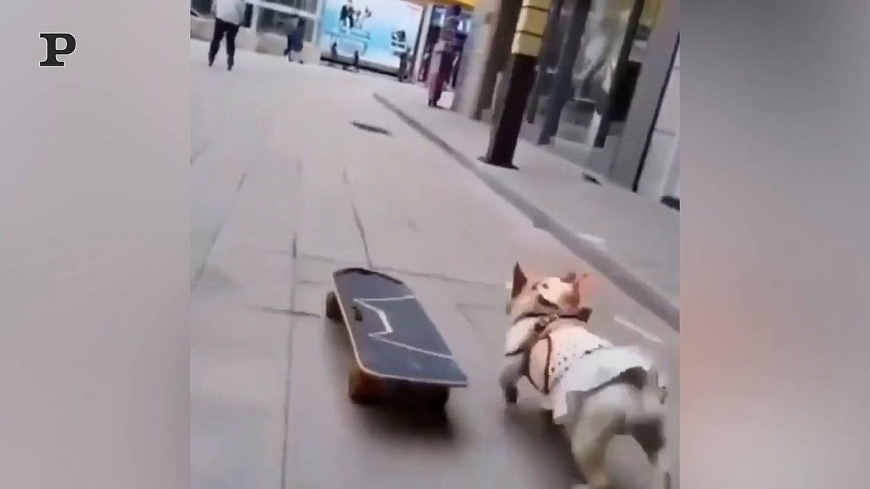 Cane skateboarder sfreccia per le strade della città | Video