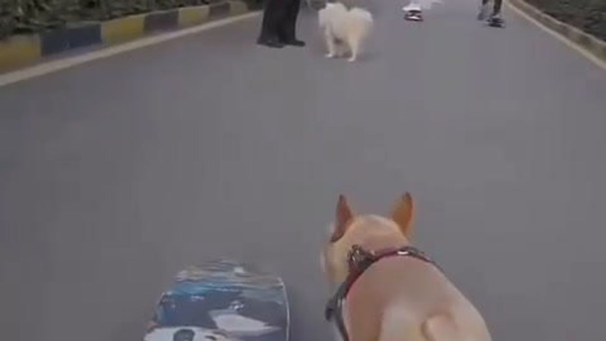 Cane skater sfreccia sulla strada assieme ai suoi amici, pronti.. via! | video