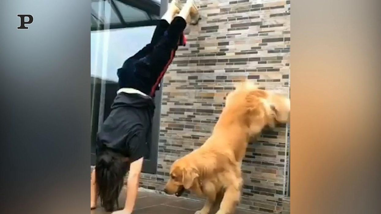 Cane sportivo fa ginnastica insieme alla sua padrona | video