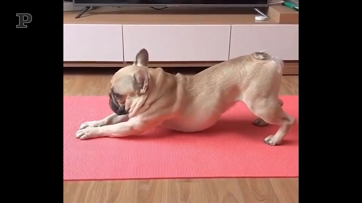 Anche Fido fa stretching sul tappetino