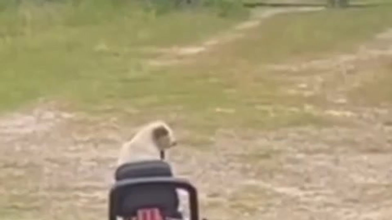 Cane smart guida un tosaerba con nonchalance, incredibile | video