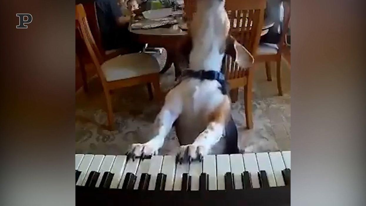 Cane talentuoso canta e suona il piano | video