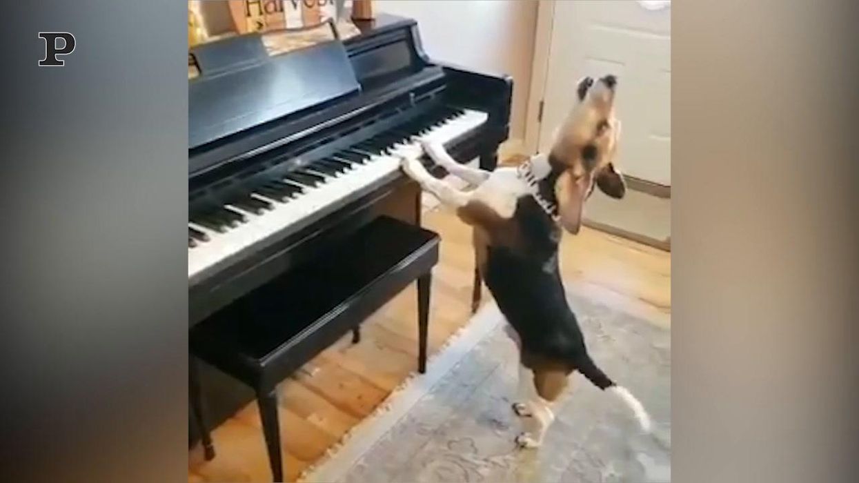 Cane talentuoso si diletta a suonare il piano | video