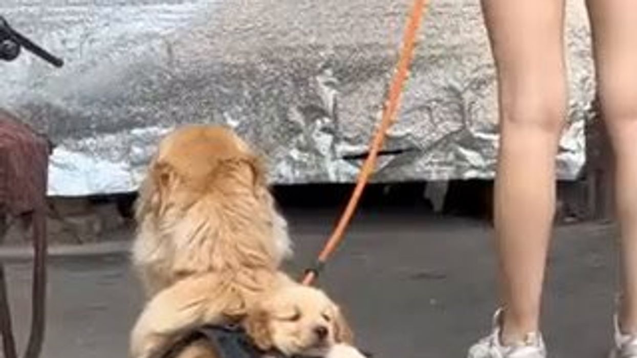 Cane porta il suo cucciolo in spalla, al sicuro nella sua imbracatura smart | video