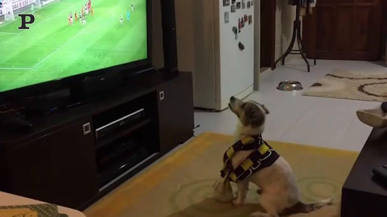 Cane tifoso guarda la partita ed esulta | video