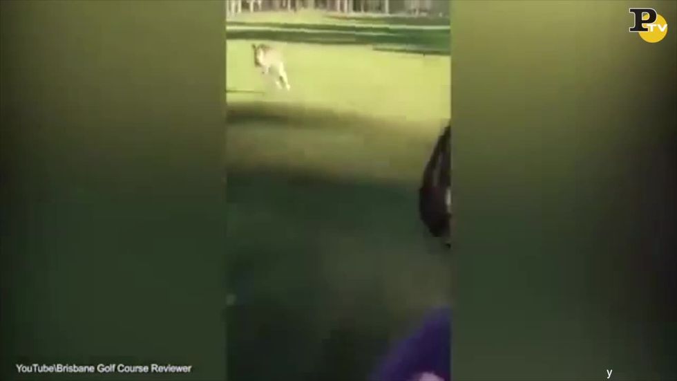 canguro insegue due golfisti brisbane australia