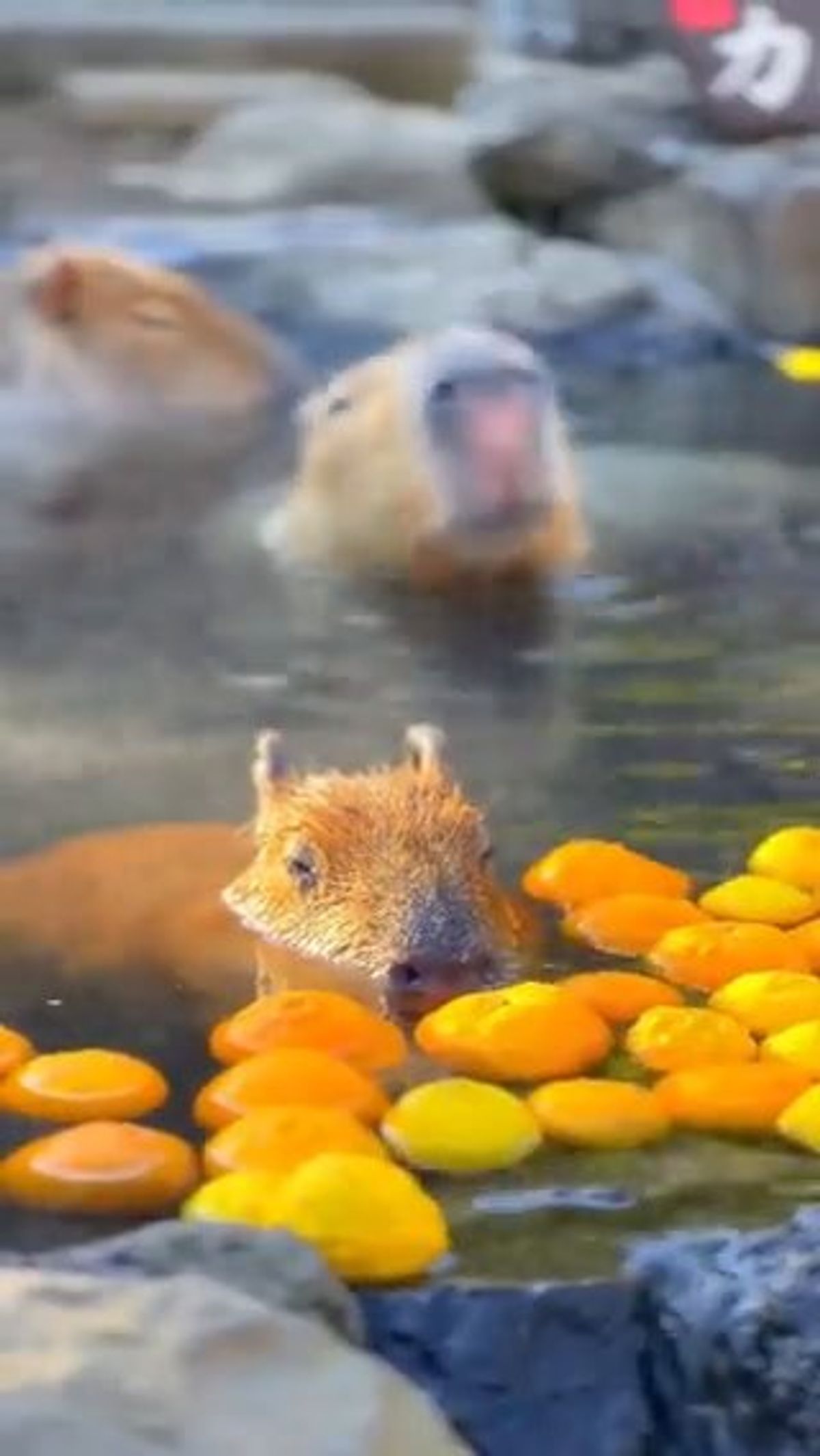 Famiglia di capibara si rigenera nell'acqua fumante, che goduria! | video