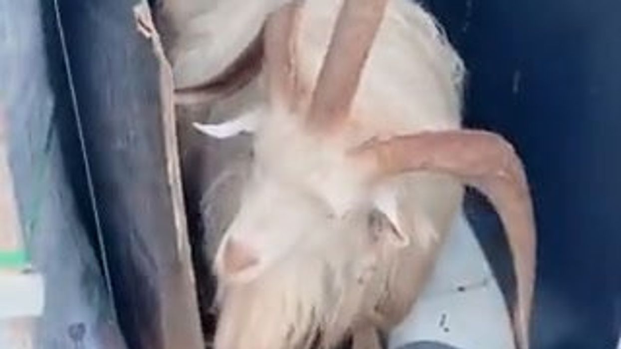 Una rara capra con 3 lunghe sontuose corna | video