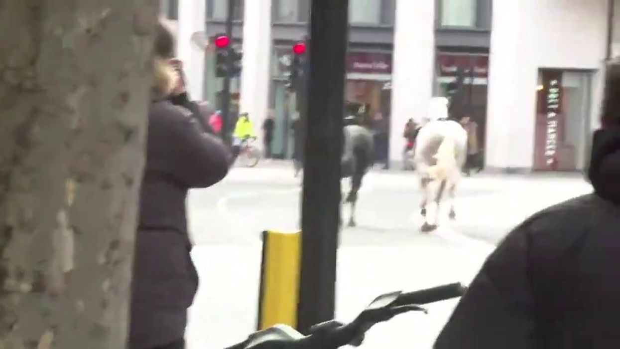 Londra, cavalli fuggono durante un'esercitazione. Cinque feriti | video