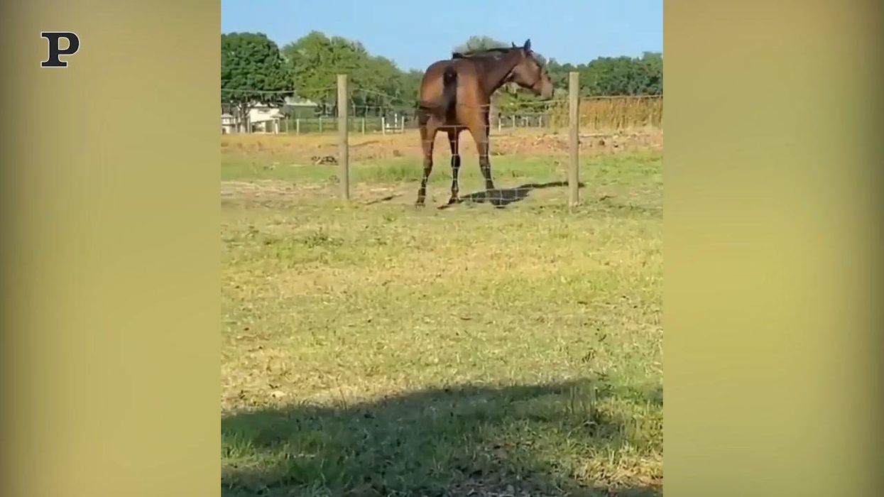 Cavallo fa twerking sui fili di un recinto | video