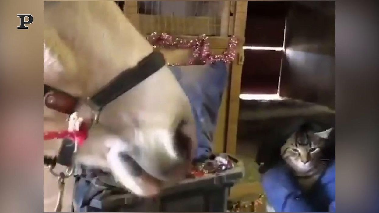 Incontro ravvicinato tra un cavallo e un gatto | video