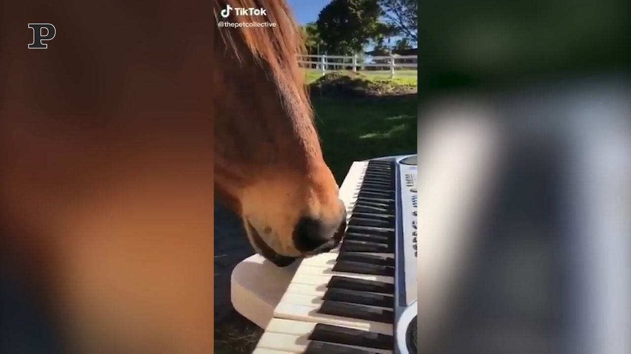 Mozart chi? Questo cavallo ha un talento naturale per il pianoforte