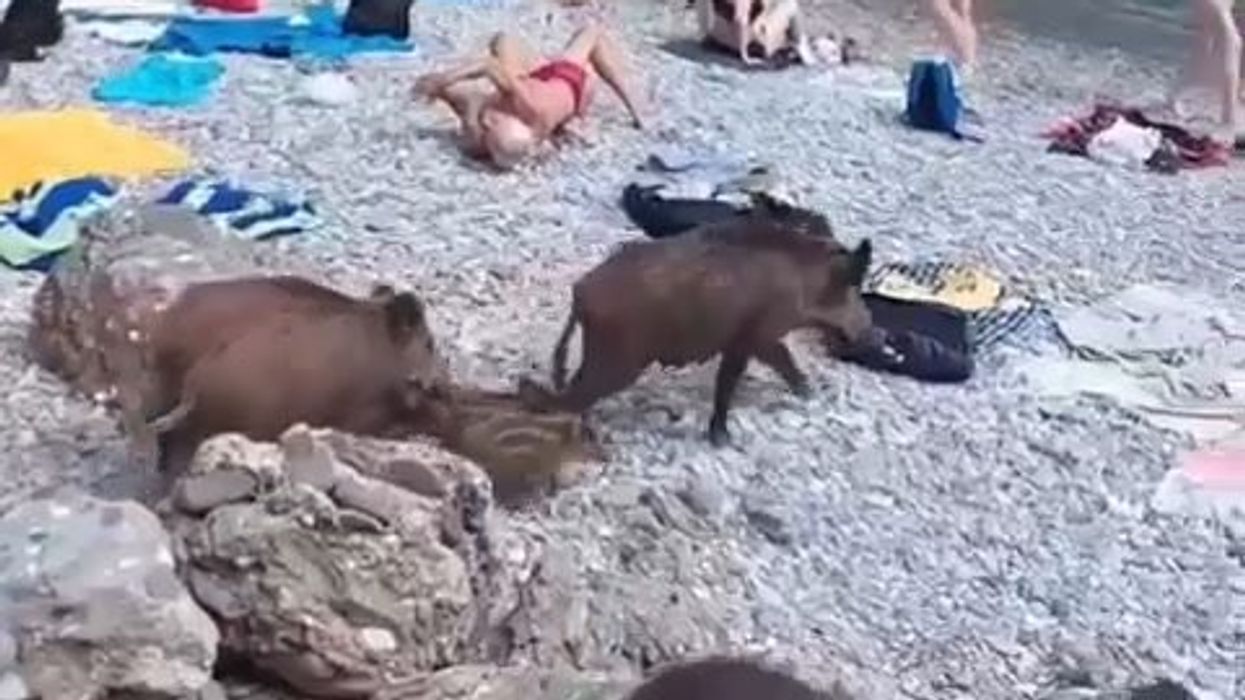 Cinghiali in spiaggia a Camogli, in provincia di Genova | video