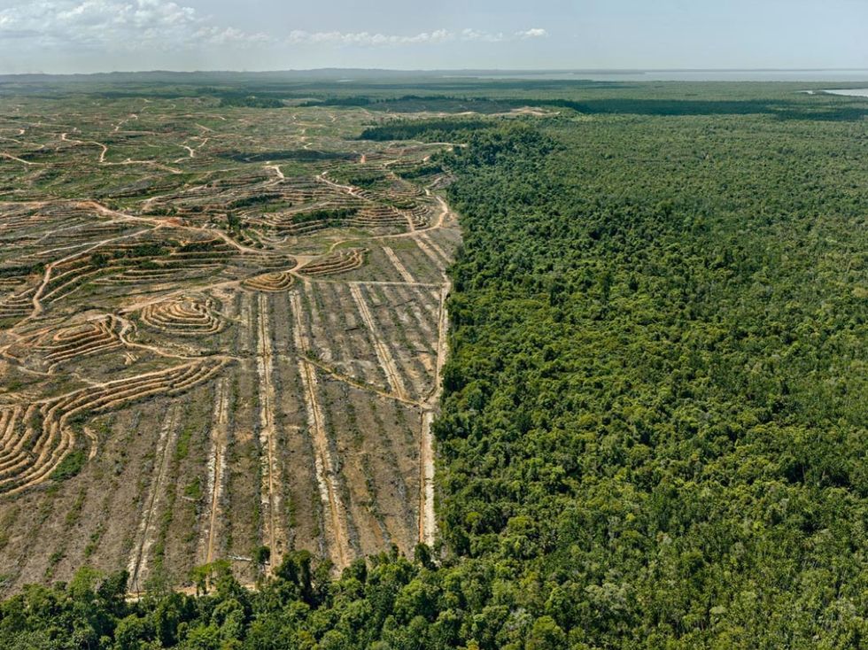 Clearcut #1 Palm Oil PlantatBorneo Malaysia 2016_WEB