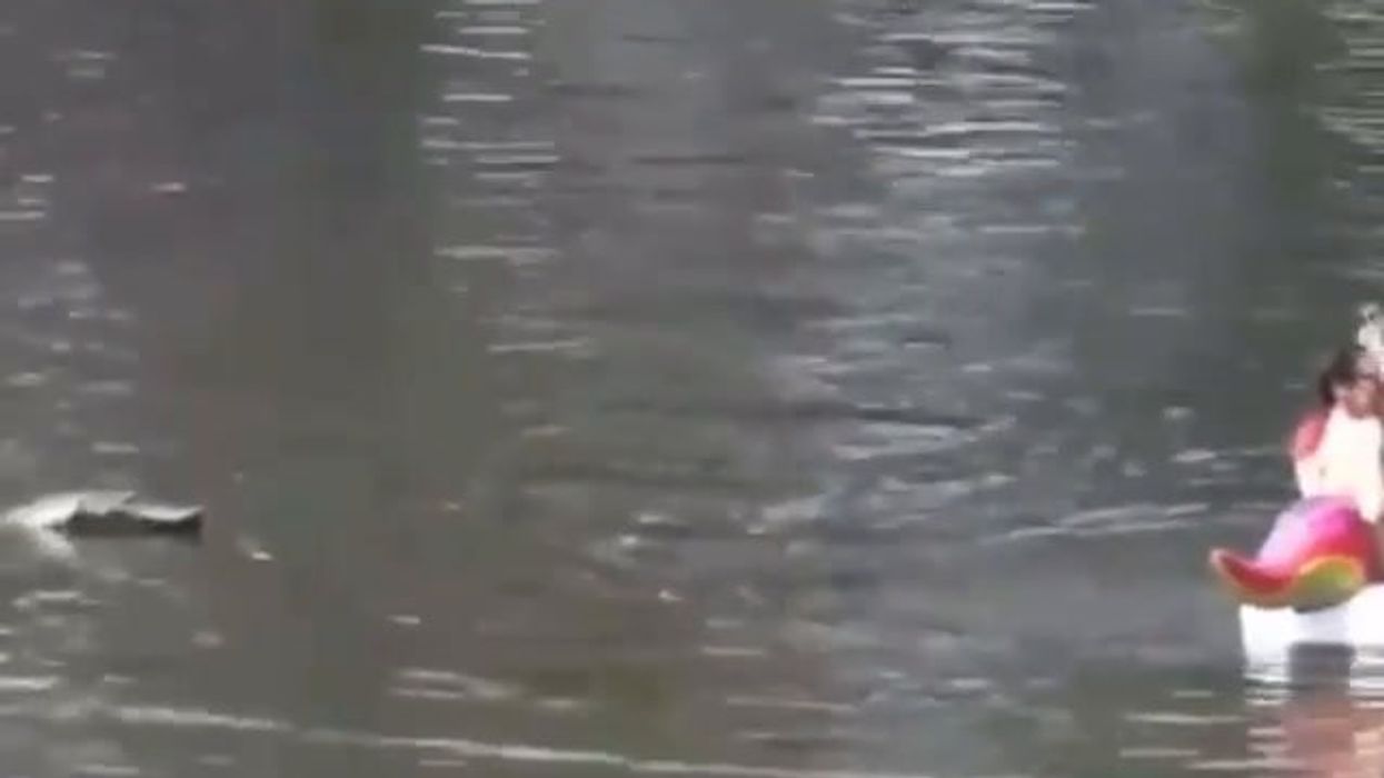 Coccodrillo telecomandato si aggira in laguna e spaventa ragazza | video