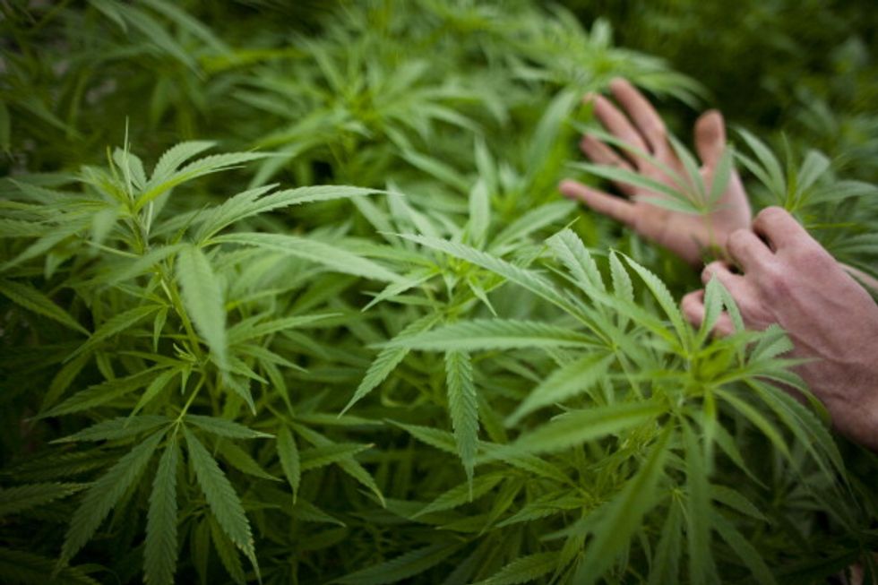 Cannabis, che cosa prevede la depenalizzazione