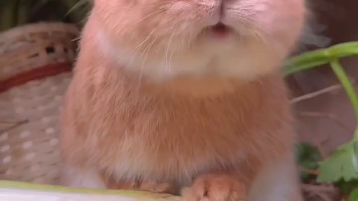 Un coniglietto goloso | video