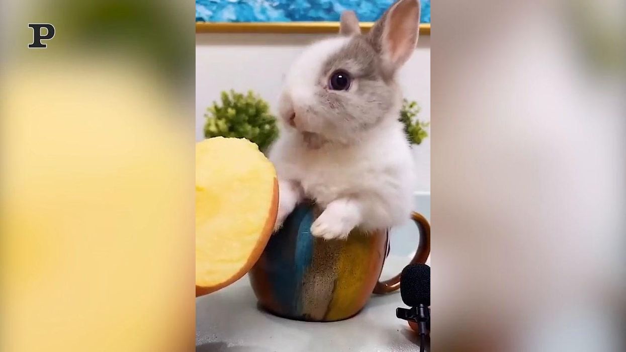 Coniglio mangia una pesca per la prima volta | video