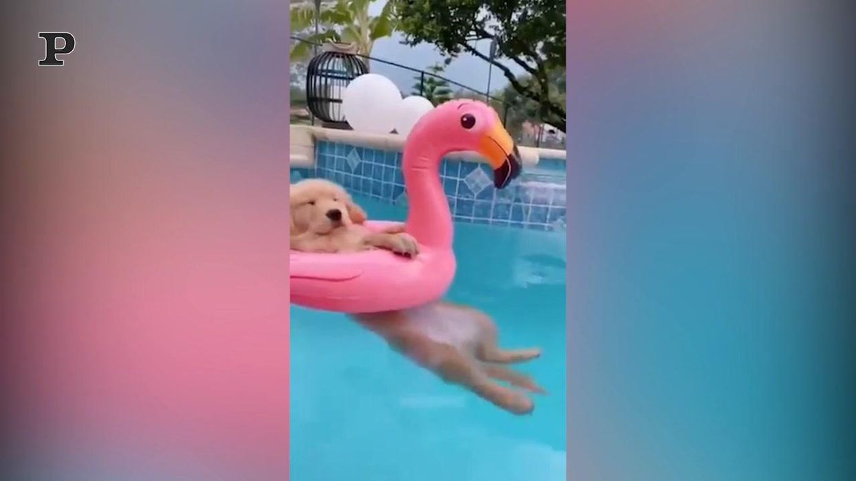 Cucciolo di golden si gode un pomeriggio in piscina | video