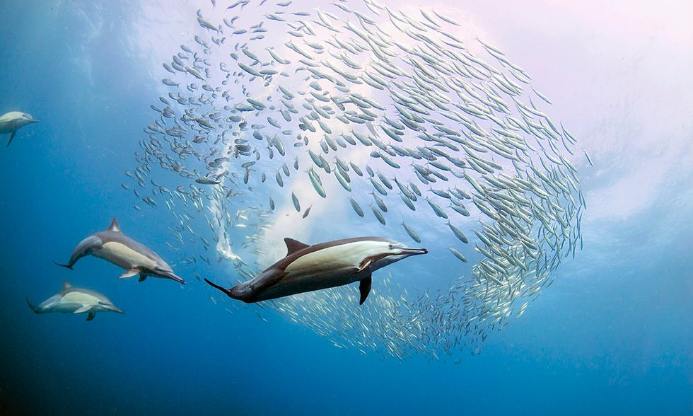 Delfini a caccia di sardine