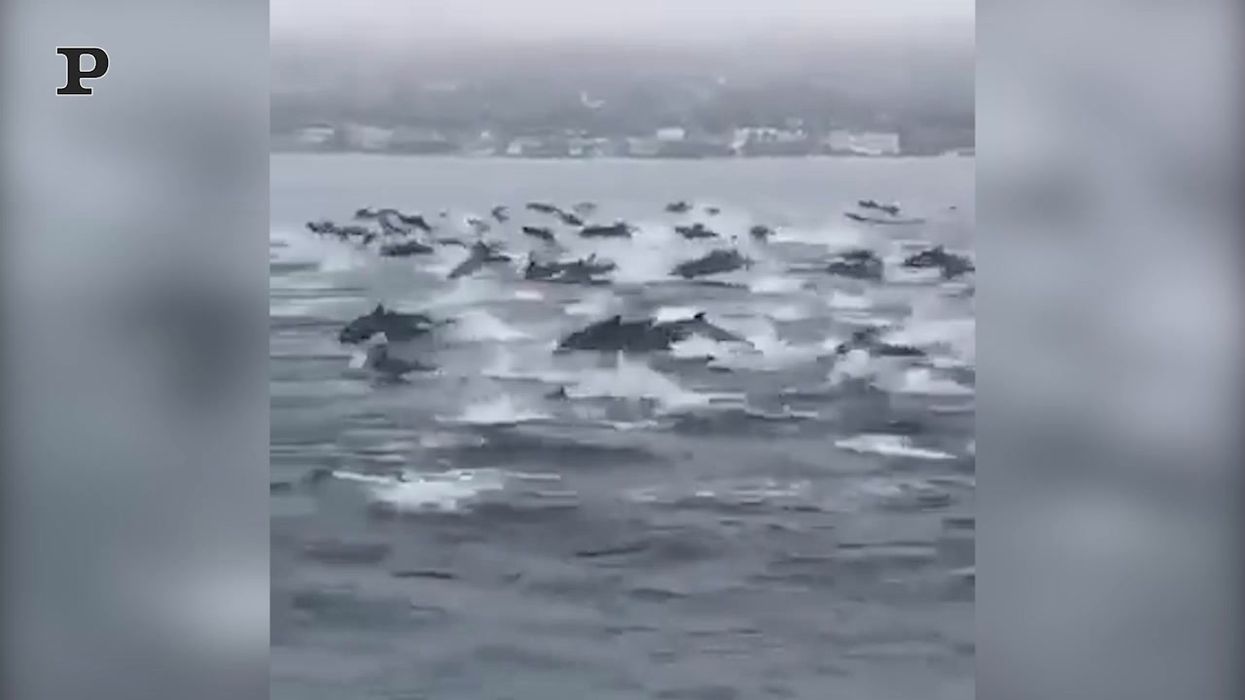 300 delfini incantano i turisti al largo della costa in California